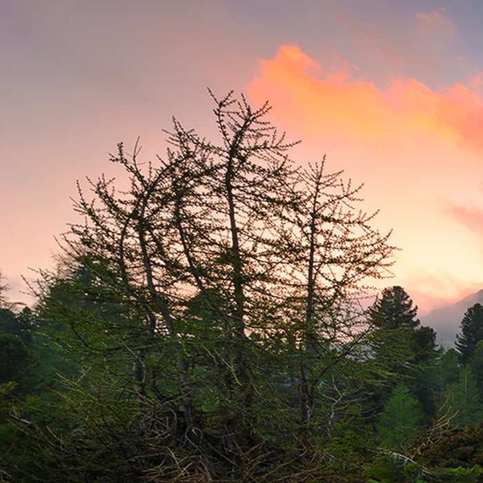 Vlies Fototapete | Wild Paradise | Größe 450 x 280 cm