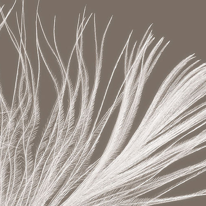 Komar | Vlies Fototapete | Federstern | Größe 300 x 250 cm