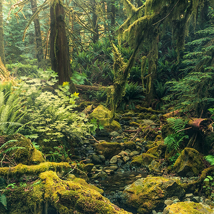 Vlies Fototapete | Elves Cathedral | Größe 450 x 280 cm