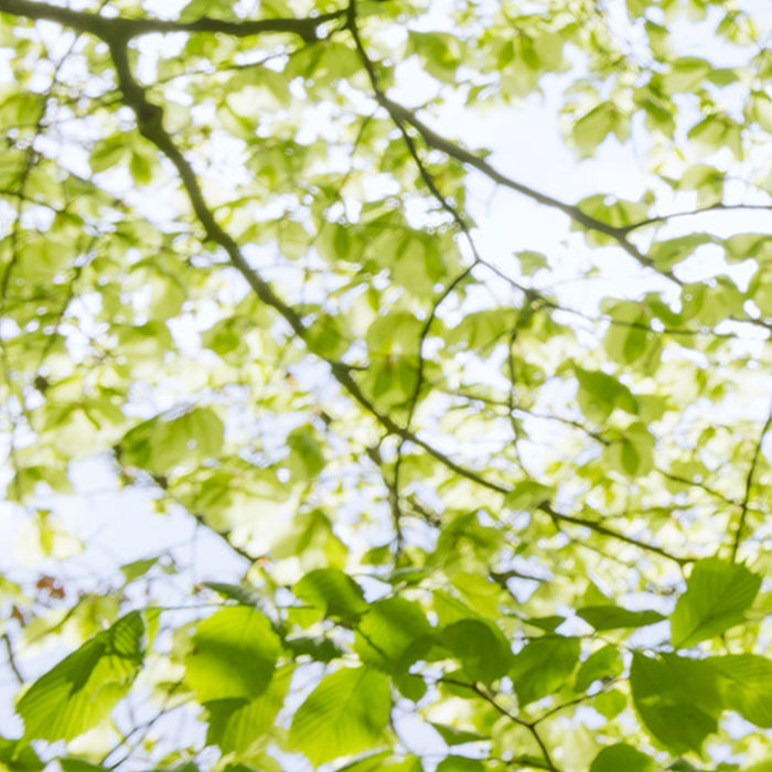 Komar | Vlies Fototapete | Im Frühlingswald | Größe 450 x 280 cm