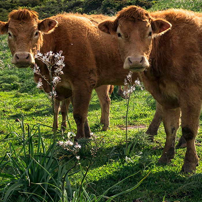 Vlies Fototapete | Kuhparadies | Größe 450 x 280 cm