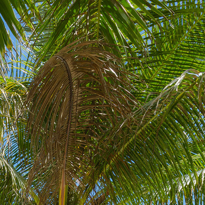 Komar | Vlies Fototapete | Palmy Beach | Größe 200 x 280 cm