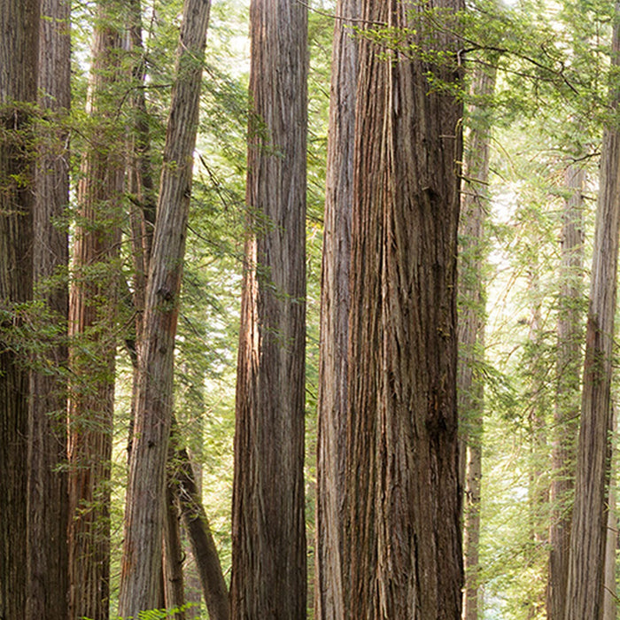 Vlies Fototapete | Redwood Trail | Größe 450 x 280 cm