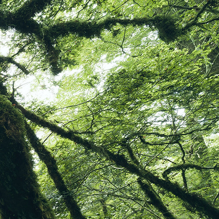 Vlies Fototapete | Ancient Green  | Größe 450 x 280 cm