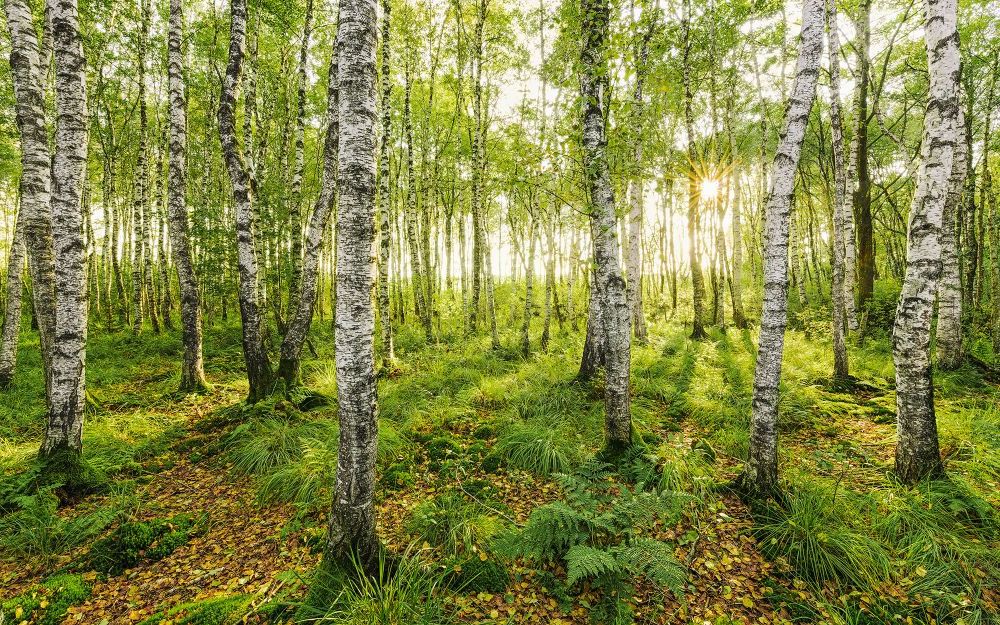 Vlies Fototapete | Birch Trees | Größe 400 x 250 cm