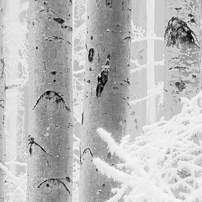 Vlies Fototapete | Winter Wood | Größe 400 x 280 cm