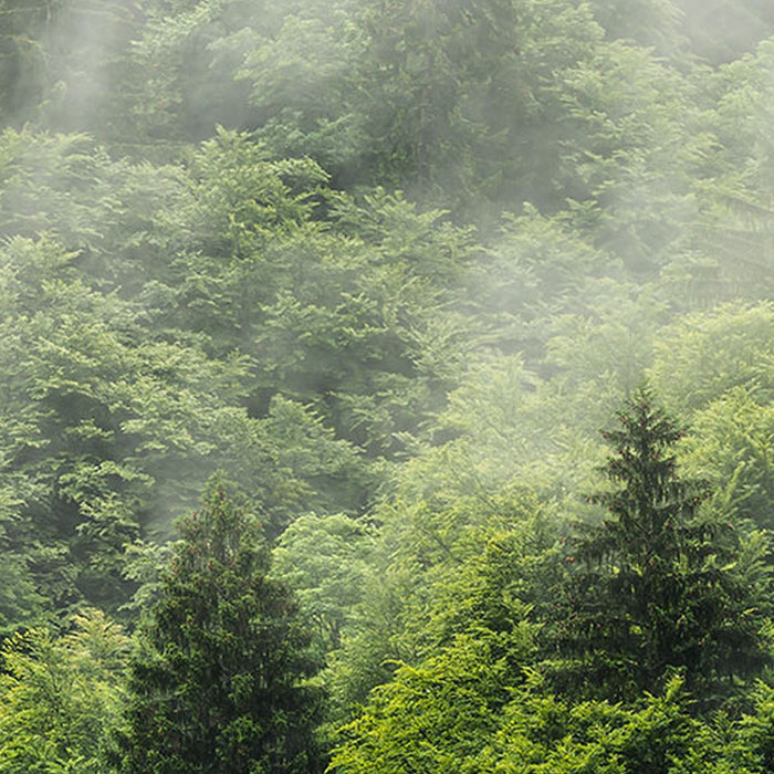 Vlies Fototapete | Forest Land | Größe 400 x 250 cm