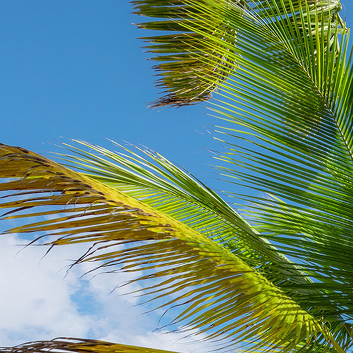 Vlies Fototapete | Caribbean Days II | Größe 450 x 280 cm