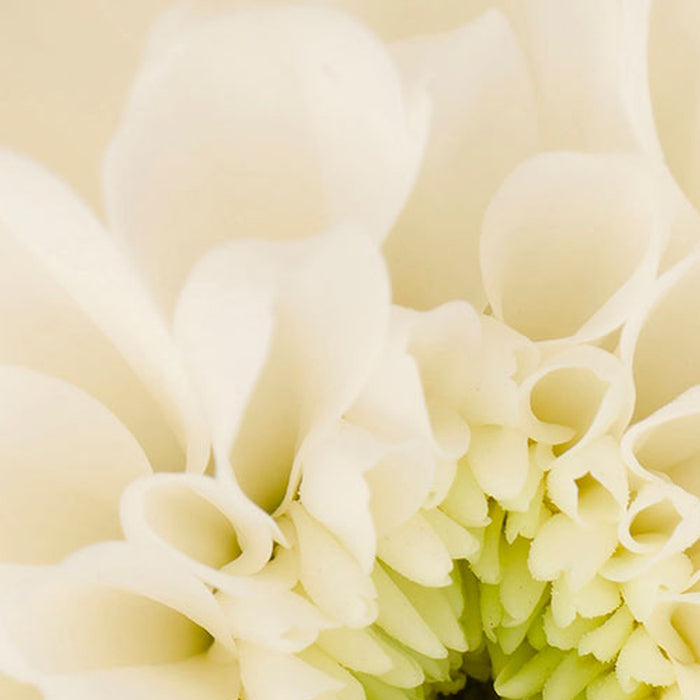 Vlies Fototapete | Beautiful | Größe 100 x 280 cm