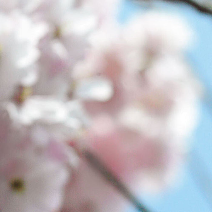 Vlies Fototapete | Spring | Größe 300 x 250 cm