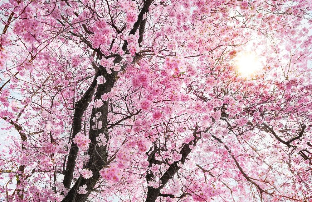 Vlies Fototapete | Bloom | Größe 400 x 260 cm