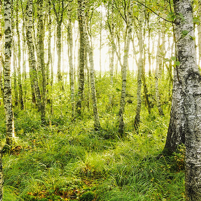 Vlies Fototapete | Birch Trees | Größe 400 x 250 cm