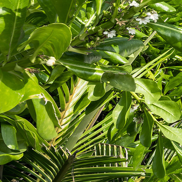 Vlies Fototapete | Tagträume | Größe 450 x 280 cm