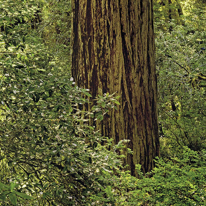 Komar | Vlies Fototapete | Redwood | Größe 200 x 250 cm
