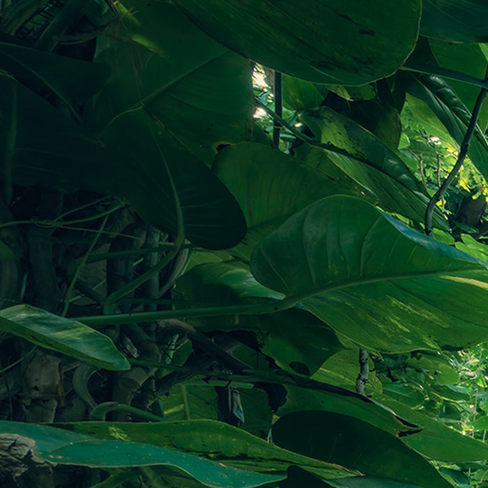Vlies Fototapete | Green Leaves  | Größe 450 x 280 cm