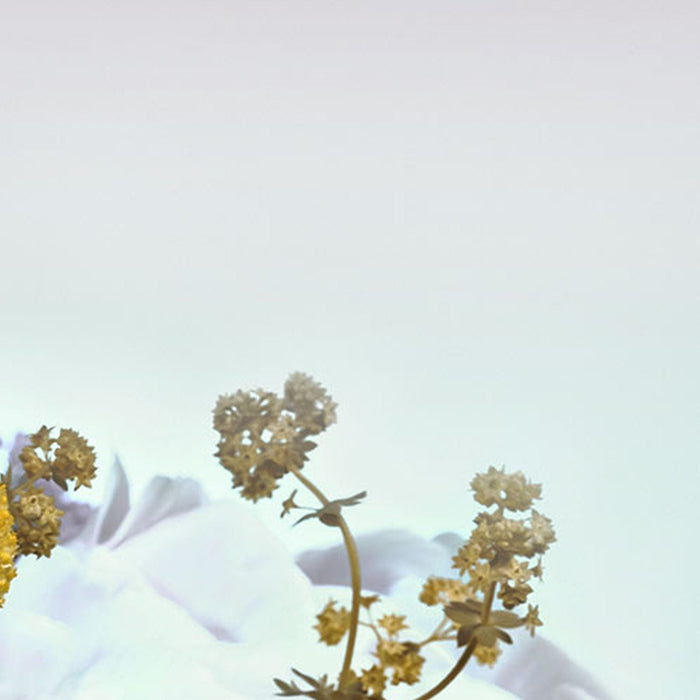 Vlies Fototapete | Gentle Bloom | Größe 200 x 250 cm