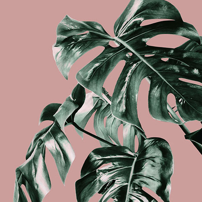 Komar | Vlies Fototapete | Monstera Rosé | Größe 400 x 250 cm