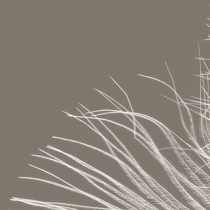 Vlies Fototapete | Federstern | Größe 368 x 248 cm