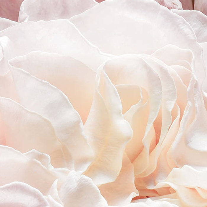 Komar | Selbstklebende Vlies Fototapete/Wandtattoo | Pink and Cream Roses | Größe 125 x 125 cm