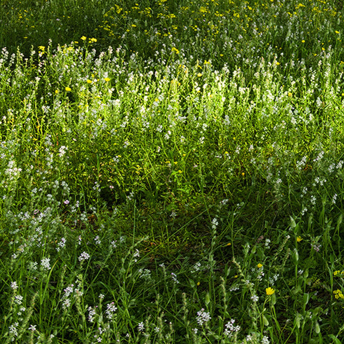 Komar | Vlies Fototapete | Blütenzauberwald | Größe 450 x 280 cm
