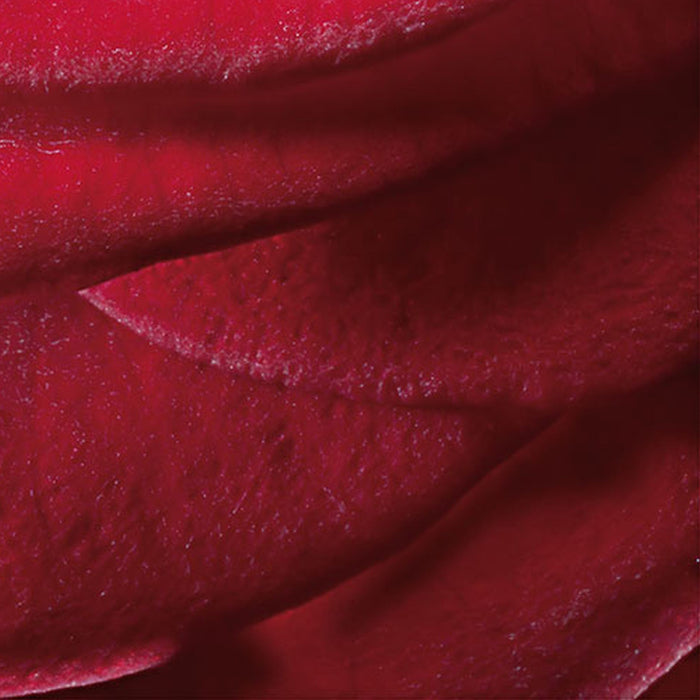 Komar | Fototapete | Red Rose | Größe 97 x 220 cm