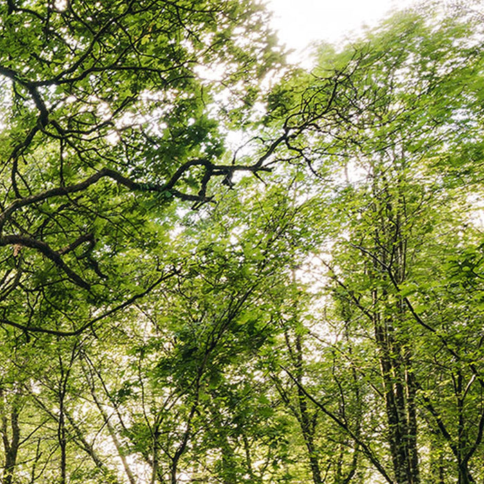 Vlies Fototapete | Mystic Path | Größe 400 x 250 cm