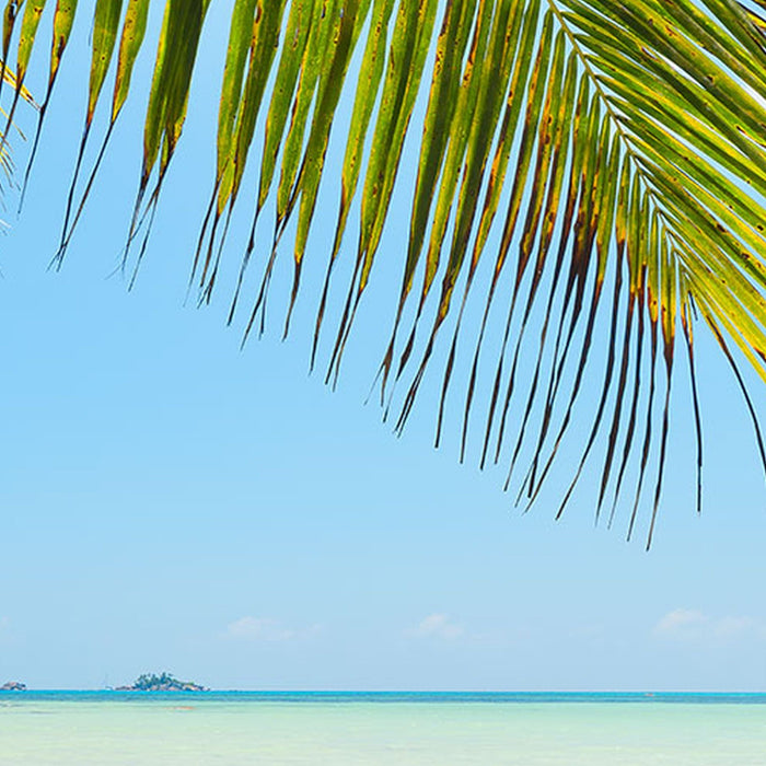 Vlies Fototapete | Under The Palmtree | Größe 200 x 250 cm