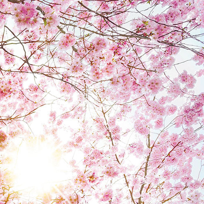 Vlies Fototapete | Bloom | Größe 400 x 260 cm