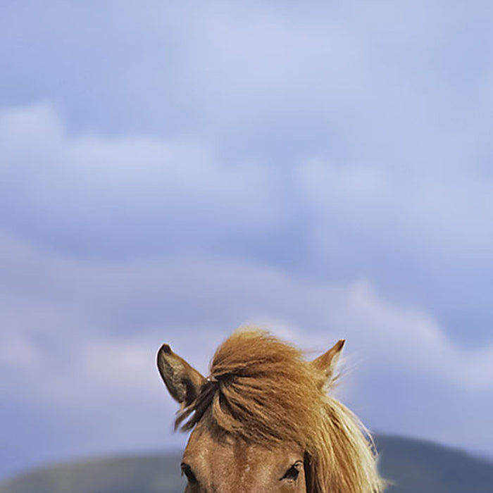 Komar | Fototapete | Ponies | Größe 254 x 184 cm