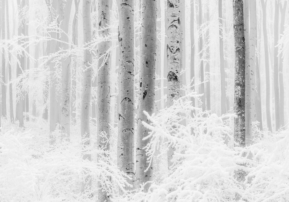 Vlies Fototapete | Winter Wood | Größe 400 x 280 cm