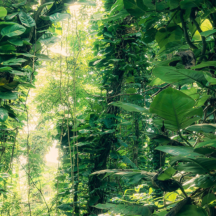 Komar | Vlies Fototapete | Green Leaves  | Größe 450 x 280 cm