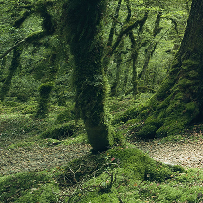 Vlies Fototapete | Ancient Green  | Größe 450 x 280 cm