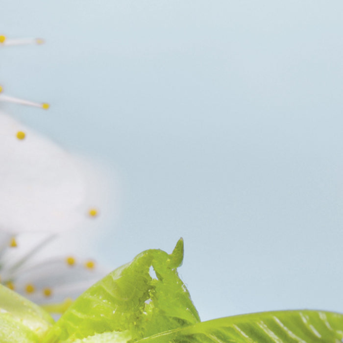 Vlies Fototapete | Blossom | Größe 184 x 248 cm