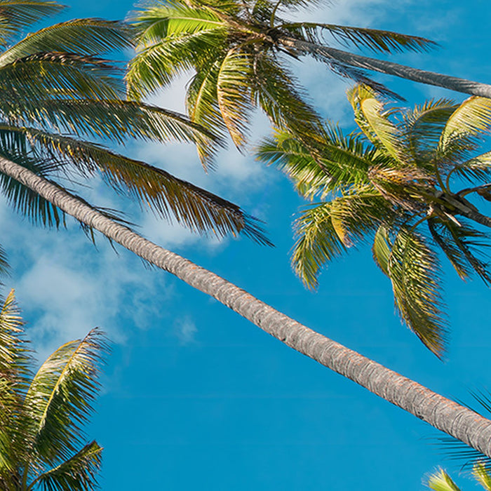 Komar | Vlies Fototapete | Coconut Heaven II  | Größe 450 x 280 cm