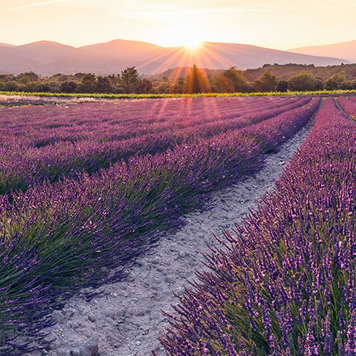 Vlies Fototapete | Lavender Dream | Größe 450 x 280 cm
