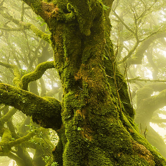 Vlies Fototapete | Green Fire | Größe 400 x 250 cm