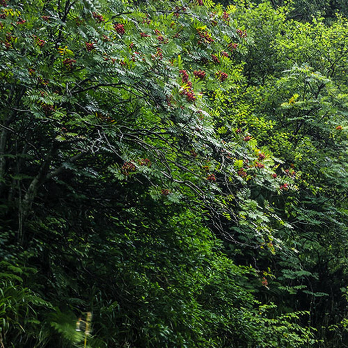 Komar | Vlies Fototapete | Glenevin Falls | Größe 200 x 250 cm