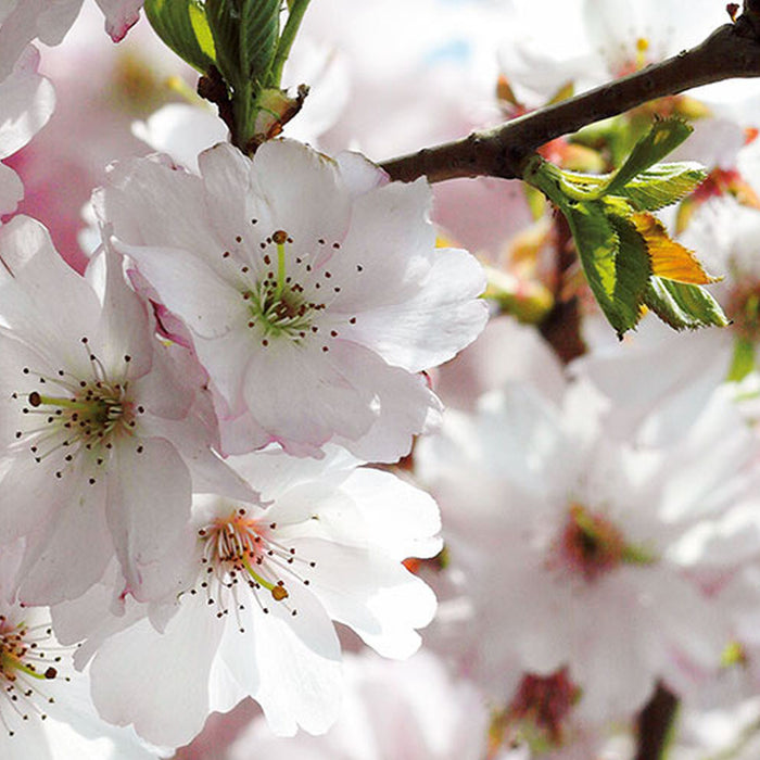 Vlies Fototapete | Spring | Größe 300 x 250 cm