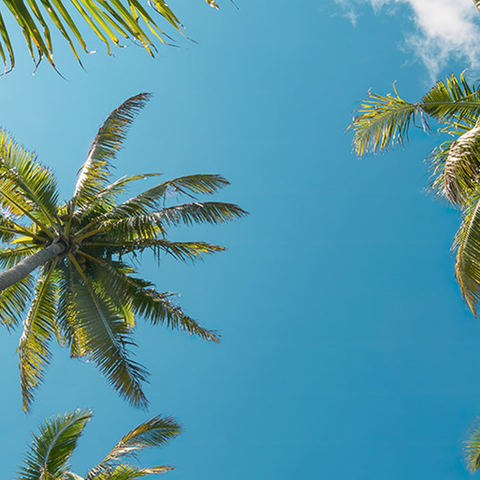 Komar | Vlies Fototapete | Coconut Heaven II  | Größe 450 x 280 cm