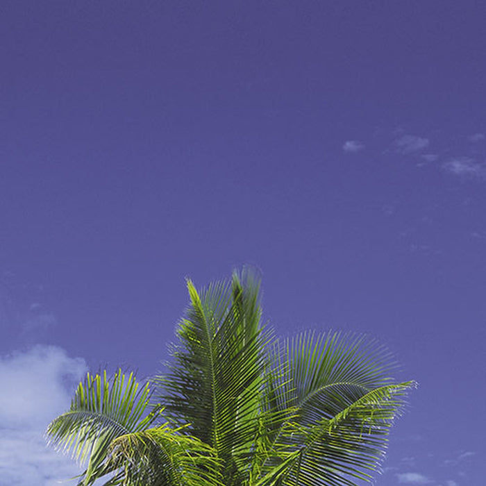 Komar | Fototapete | Palmtree | Größe 97 x 220 cm