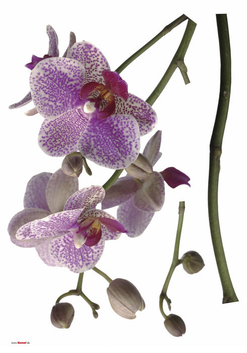 Komar | Wandtattoo | Orchidee | Größe 100 x 70 cm