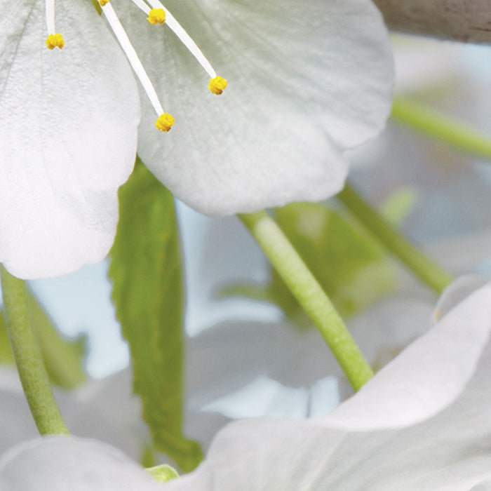 Vlies Fototapete | Blossom | Größe 184 x 248 cm