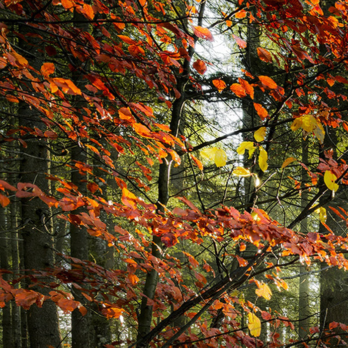 Vlies Fototapete | Feuerzungen | Größe 450 x 280 cm