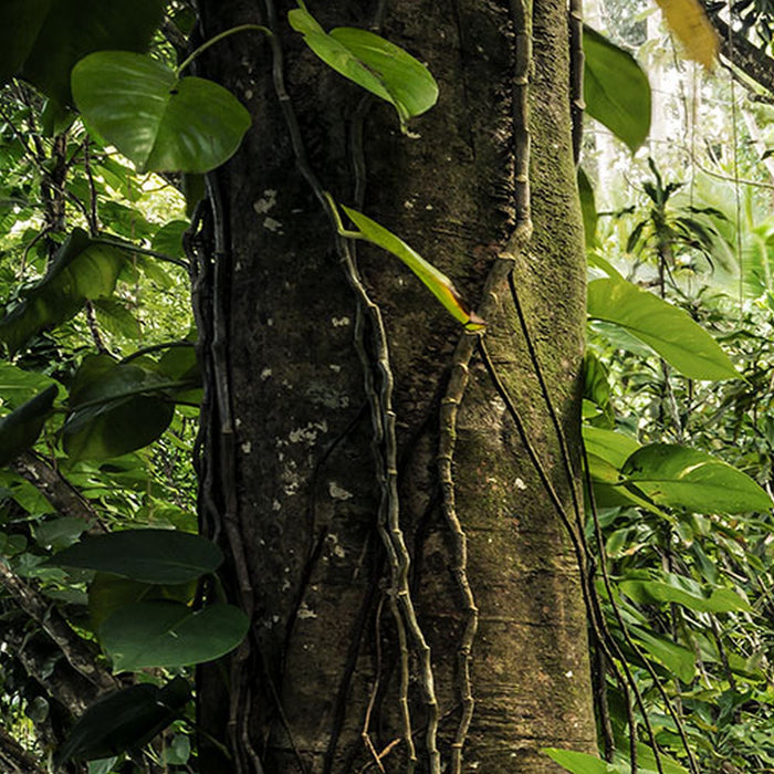 Vlies Fototapete | Path of Dreams | Größe 400 x 250 cm