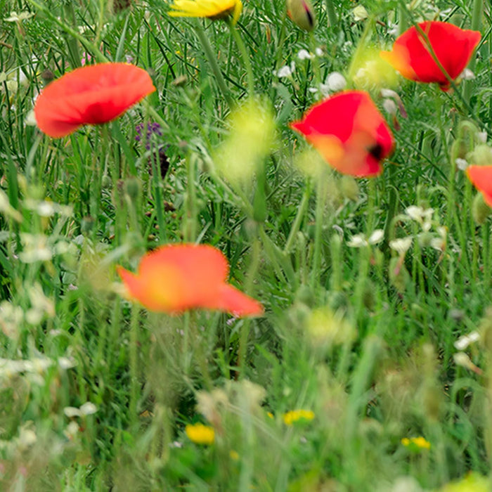Vlies Fototapete | Wiesenzauber II | Größe 450 x 280 cm