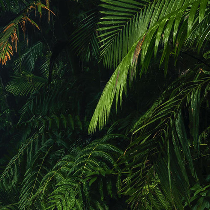 Komar | Vlies Fototapete | Tropenwelten | Größe 500 x 250 cm