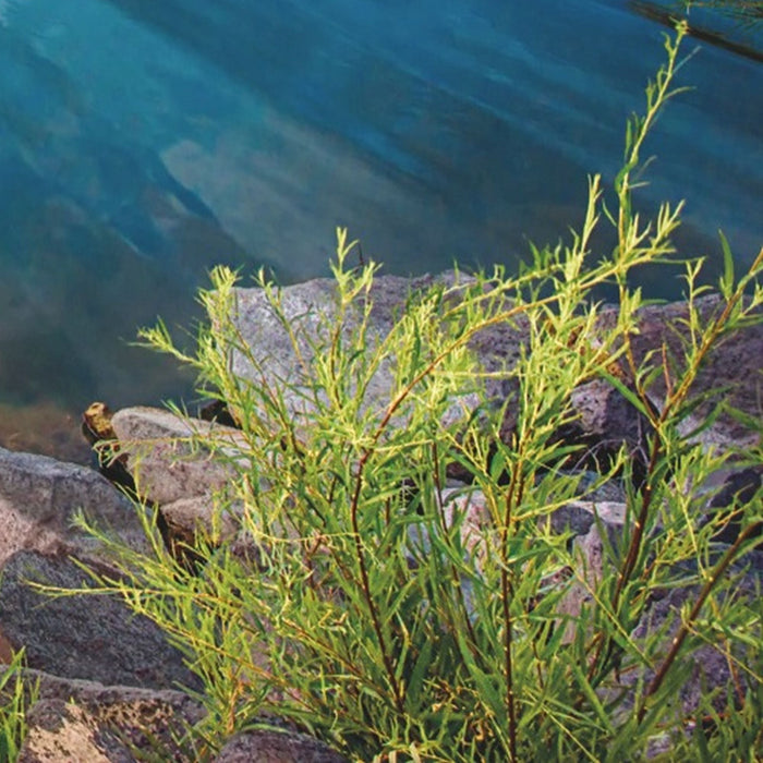 Vlies Fototapete | Daybreak | Größe 368 x 248 cm