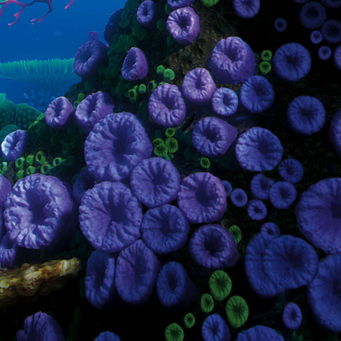 Vlies Fototapete | Finding Dory | Größe 400 x 260 cm
