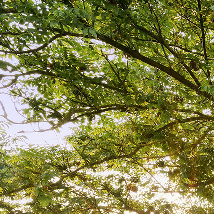 Komar | Vlies Fototapete | The Magic Tree | Größe 450 x 280 cm